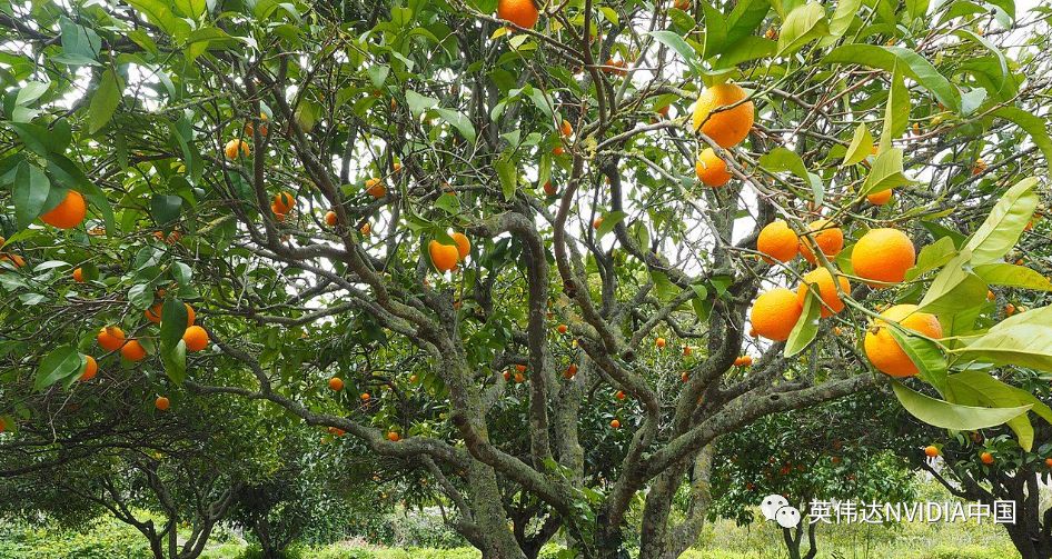 这家以色列初创公司用自主机器对抗柑橘病害
