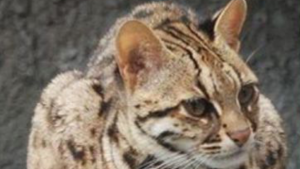 人工智能帮助保护濒临灭绝的豹猫