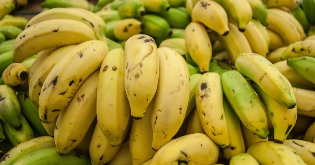 深度学习帮助香蕉农户识别农作物病虫害