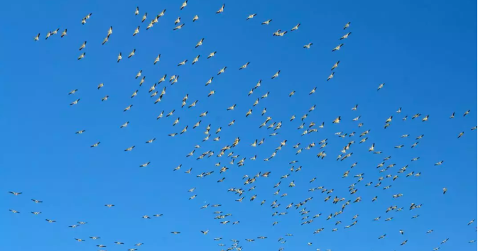 鸟瞰AI: 深度学习如何帮助鸟类学家追踪迁徙模式