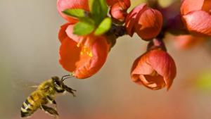 保护蜜蜂群免受寄生虫威胁，AI在行动