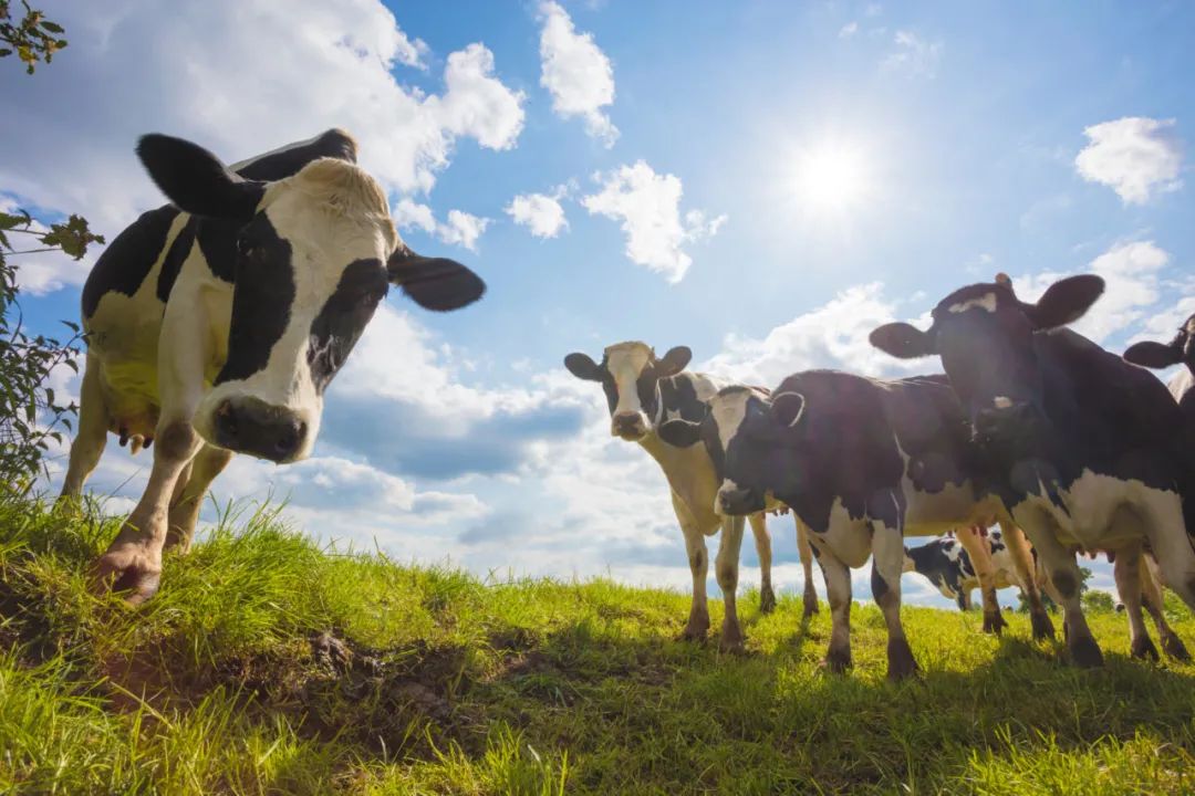 苏格兰农业学院运用AI检测奶牛是否感染牛结核病